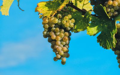 Lebanon as alternative for South American grapes and avocados